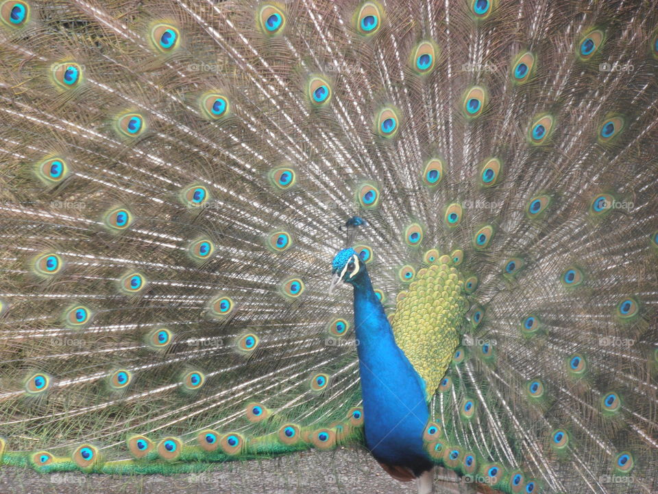 Peacock