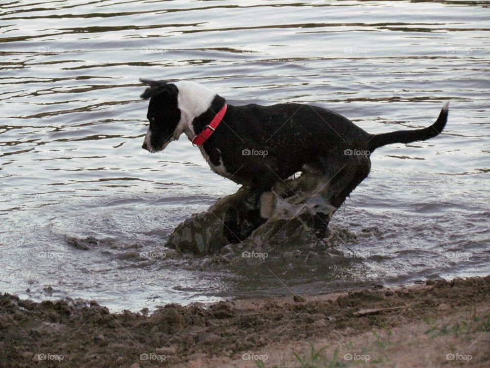 dog playing with rock in the water
