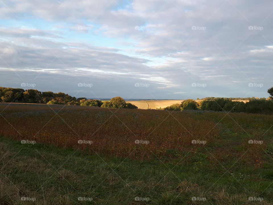 Landscape, No Person, Agriculture, Tree, Sky