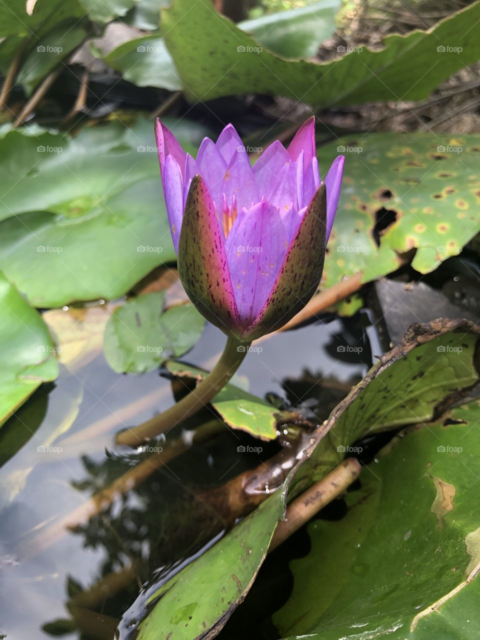 Lotus