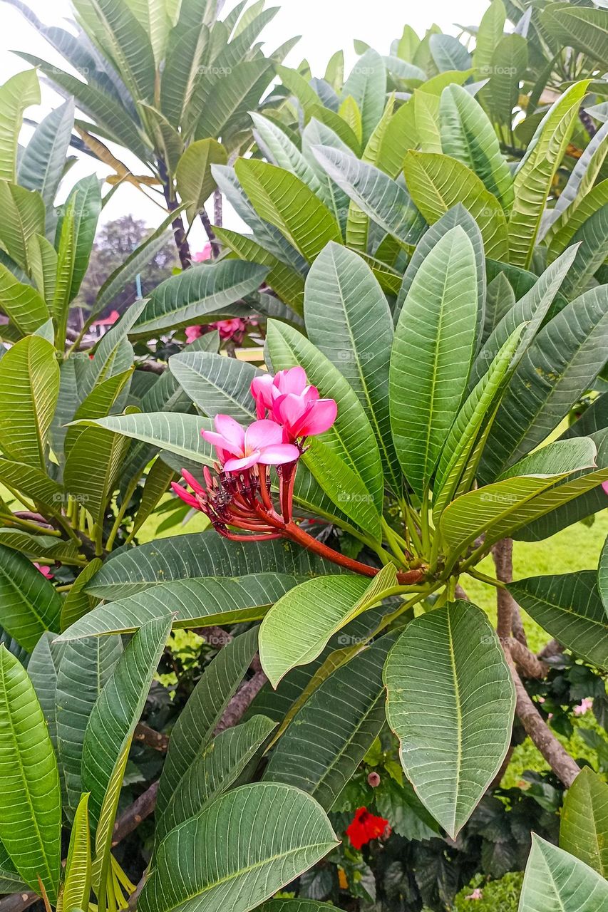 Close-up view of dense leaves with small red flowers in the middle