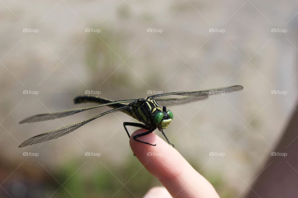 Green dragonfly on a finger 