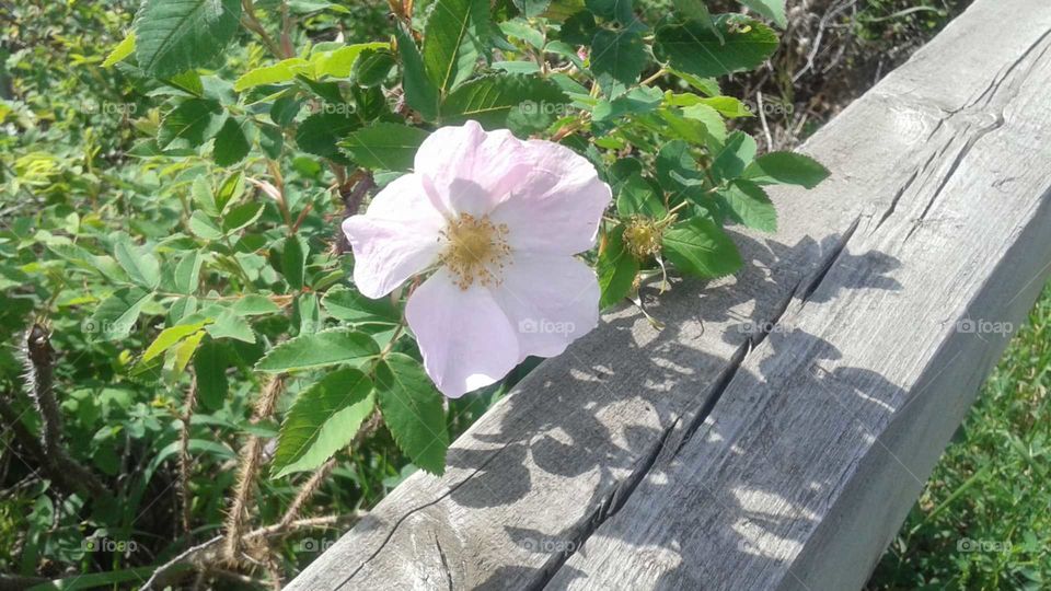 Alberta wild Rose