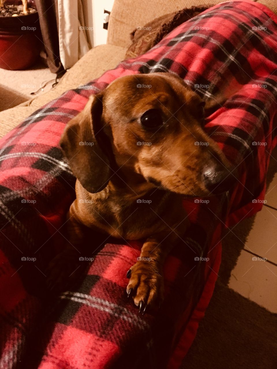 Wiener dog in flannel