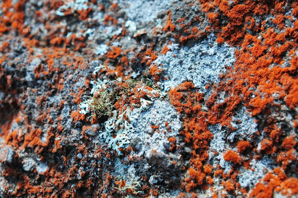 Rock covered with moss