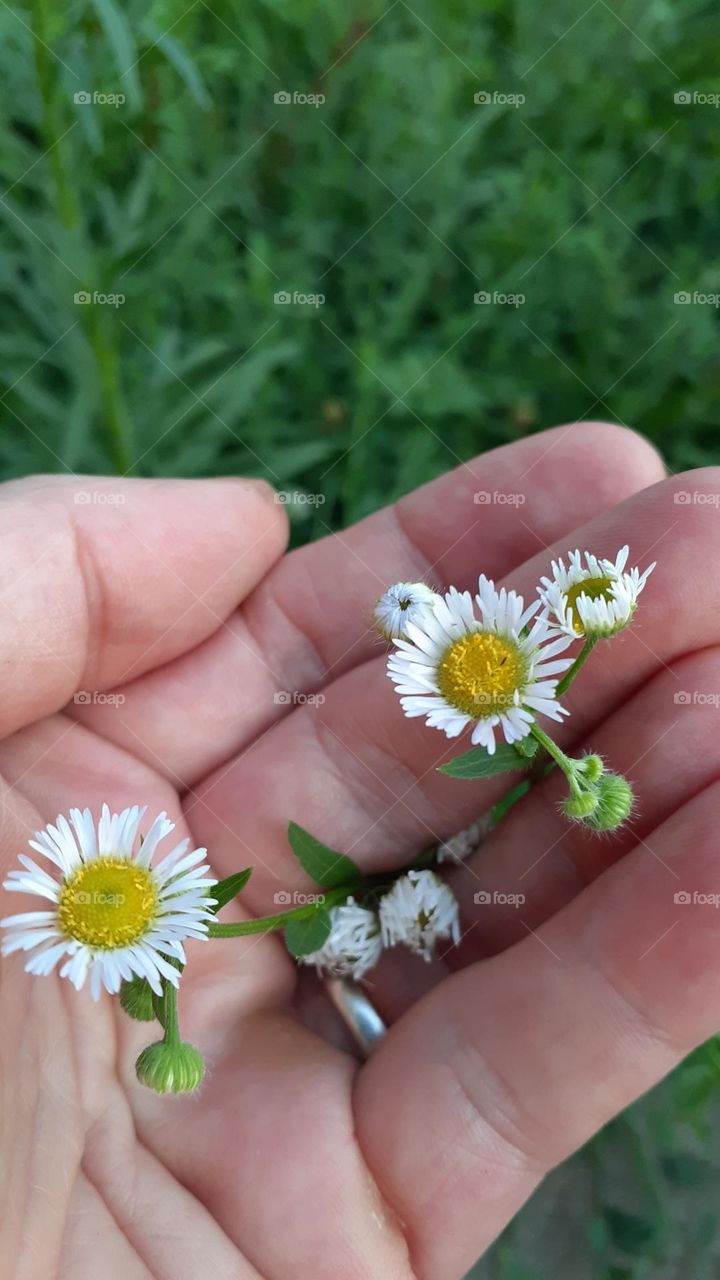 Handful of Daisies