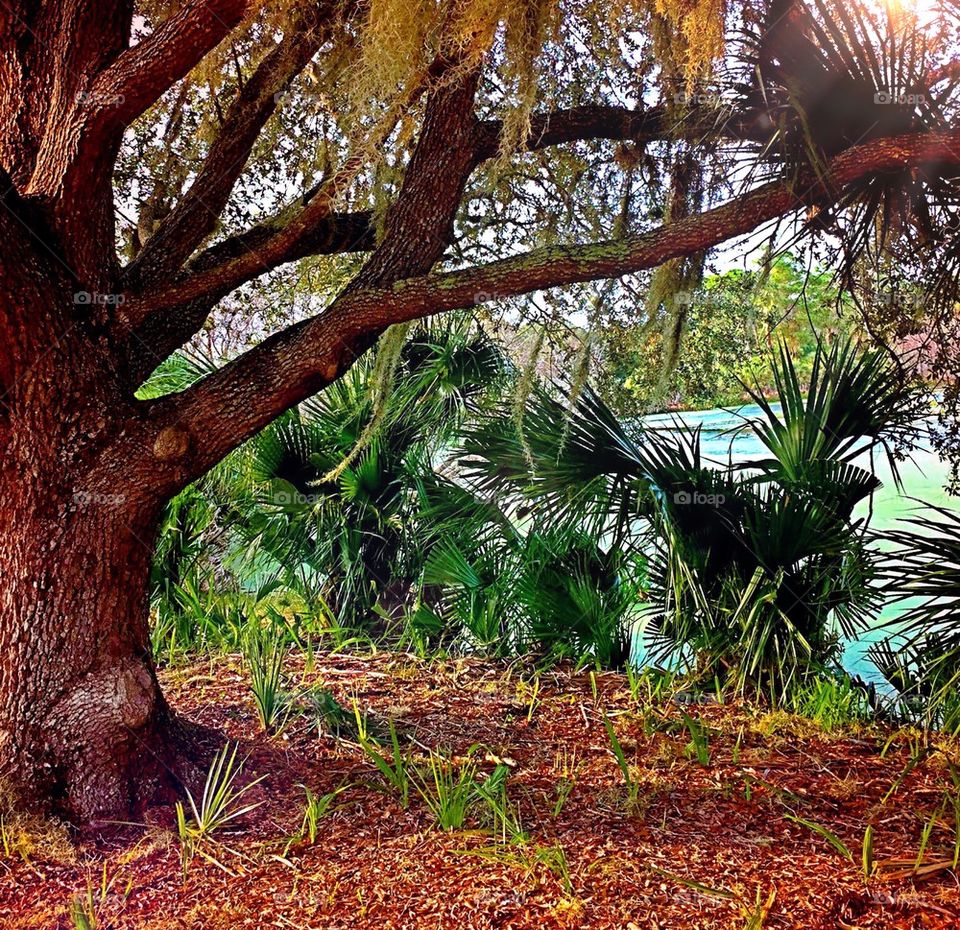Oak tree at the wetlands