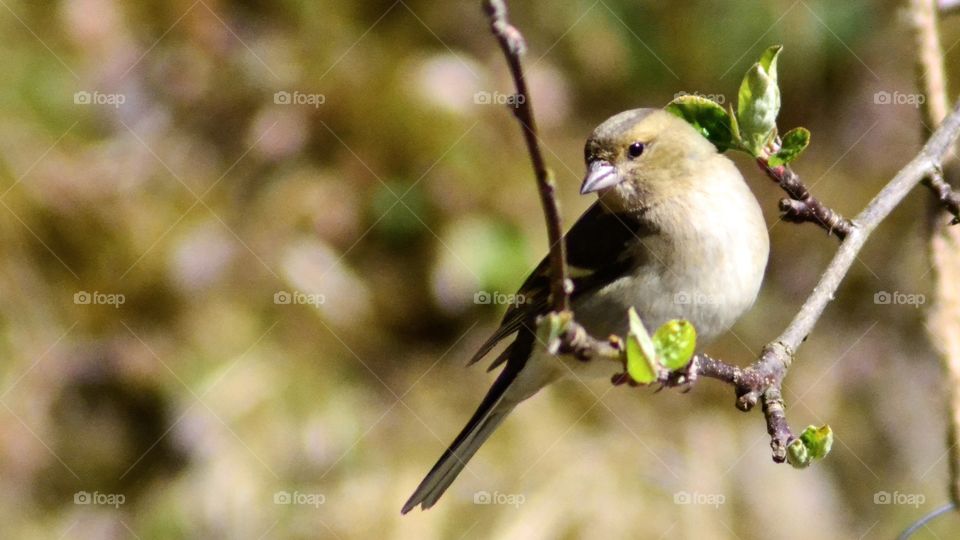 Female chaffinch on branch