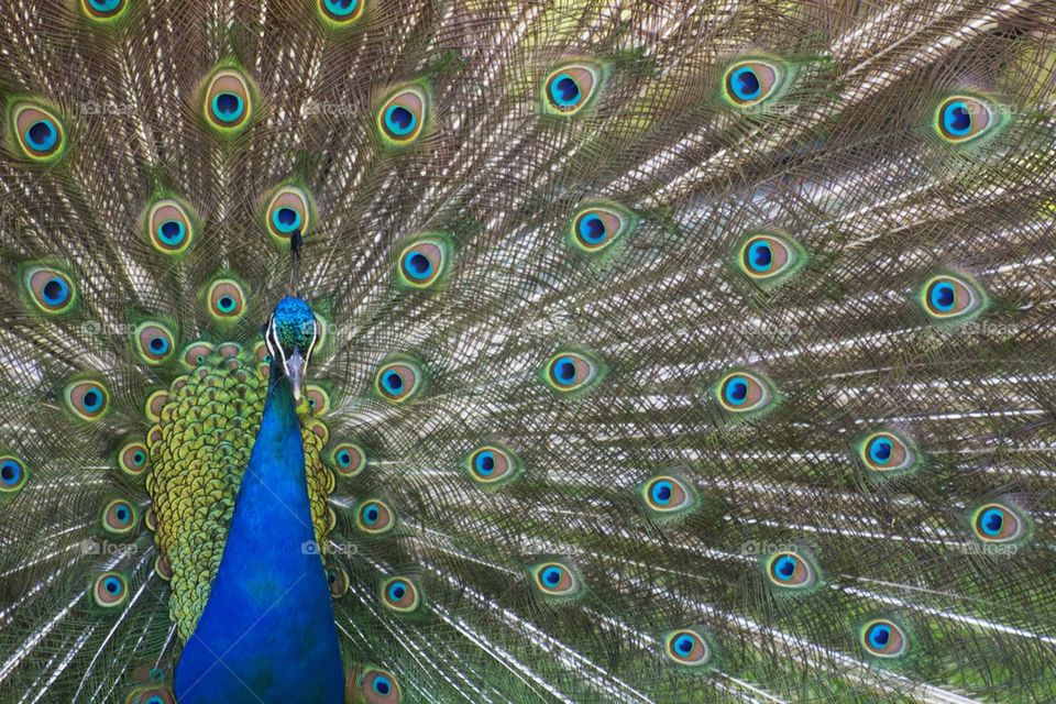 peacock