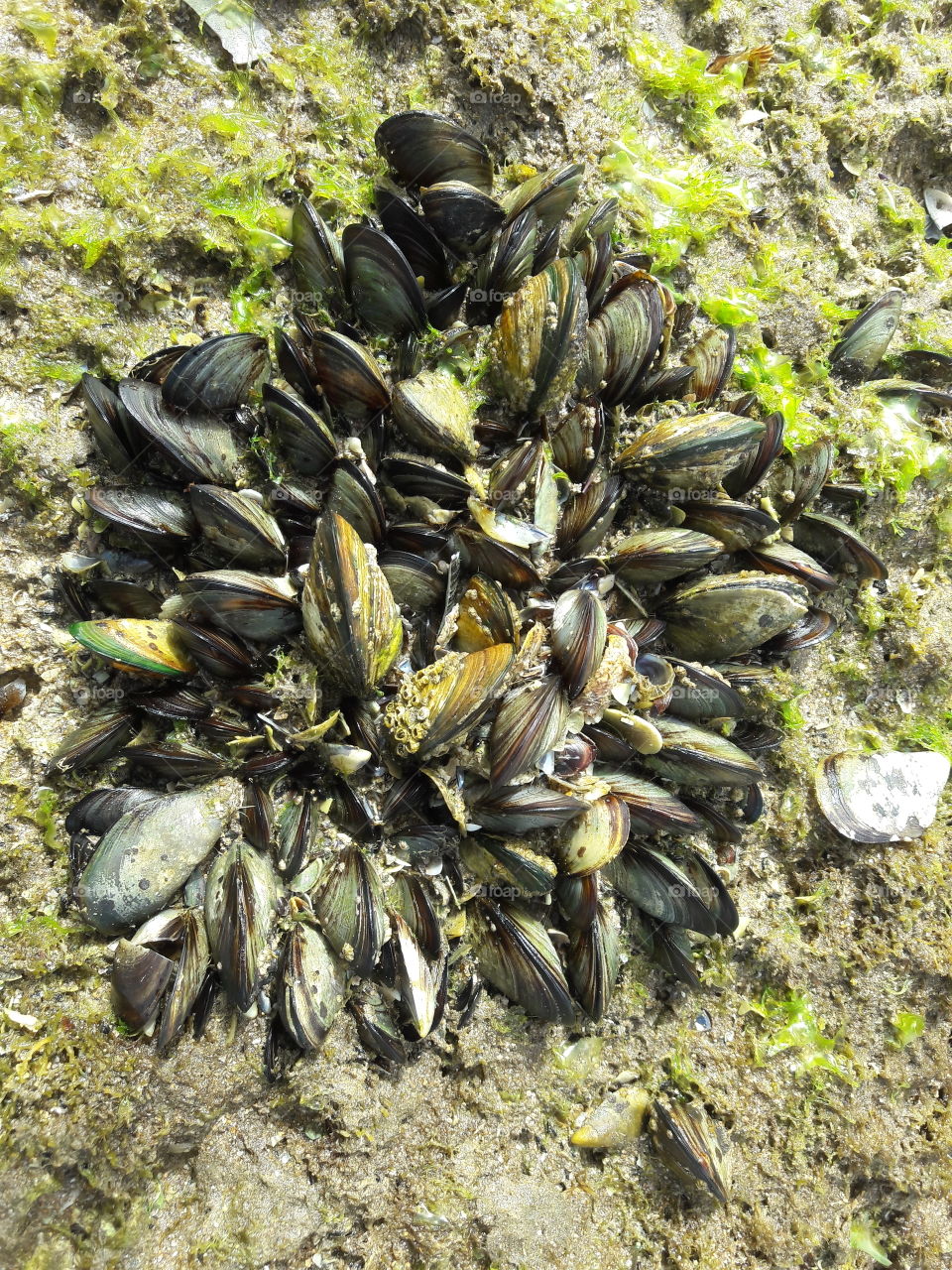 #mussels