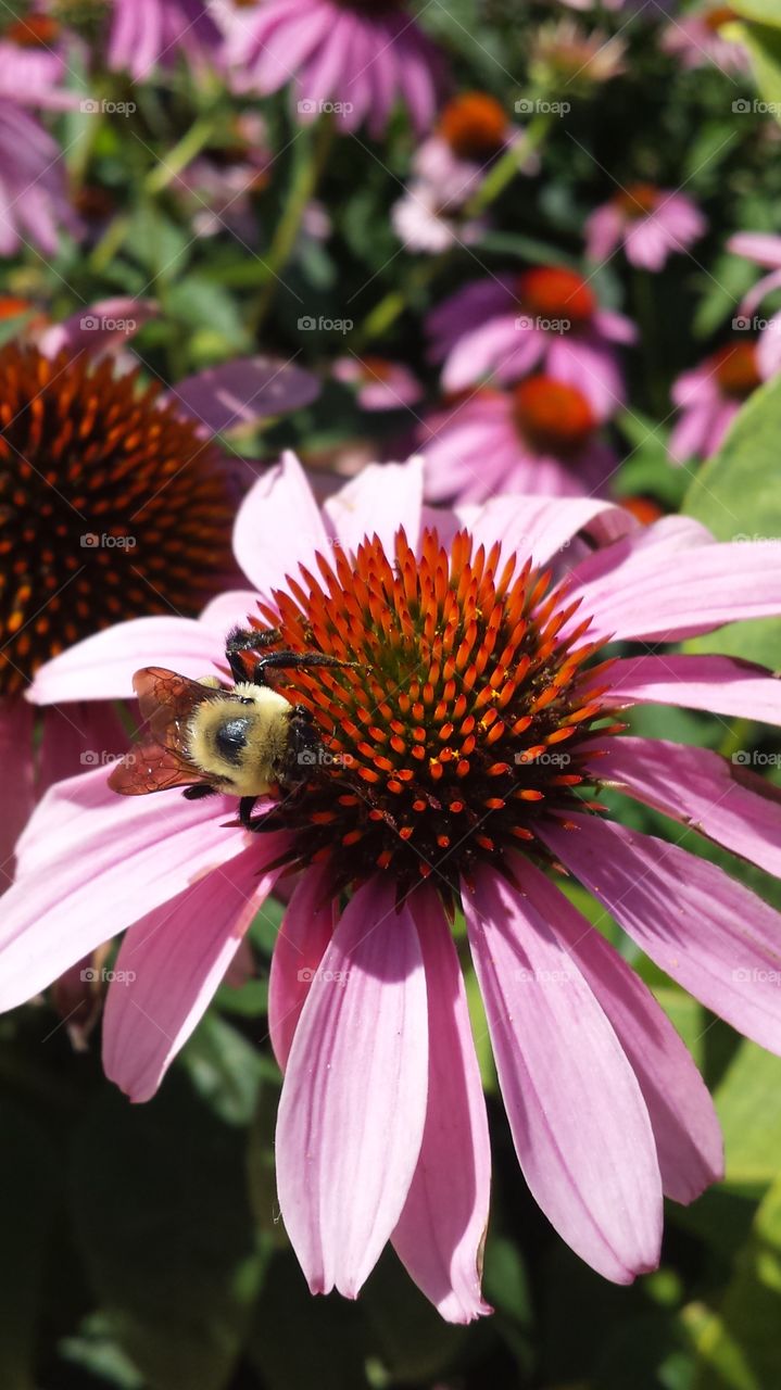 Bee on a Coneflower 