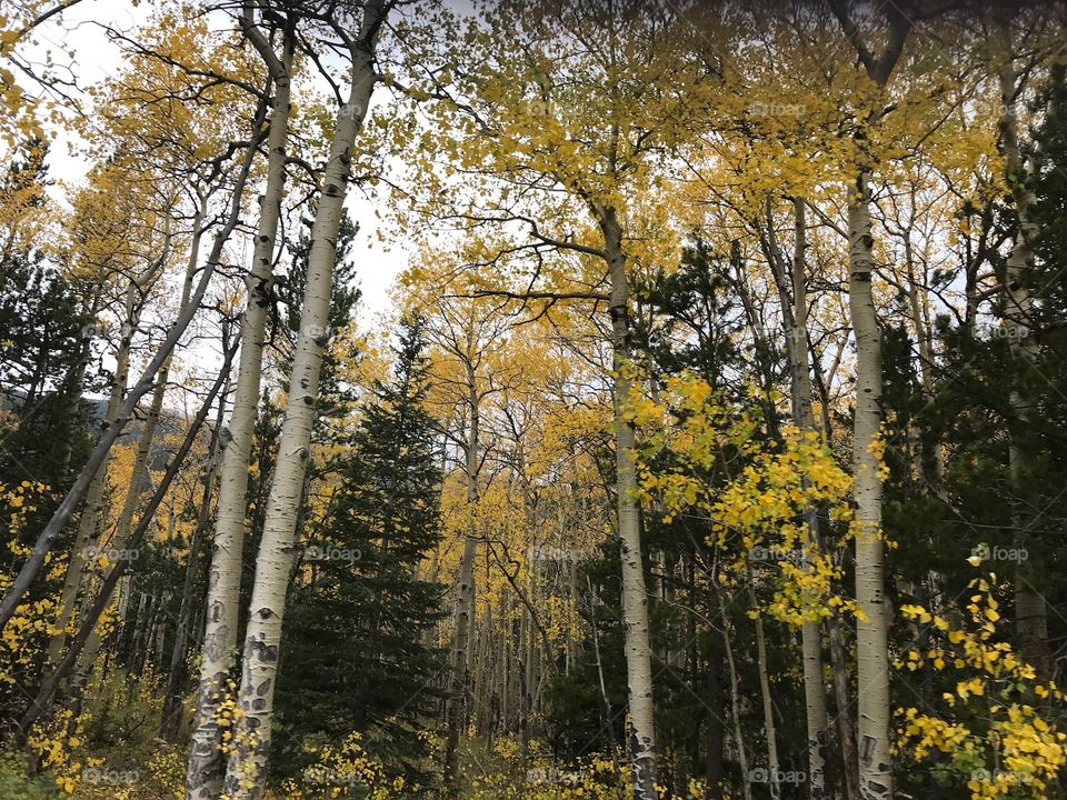 Looking up at Aspens