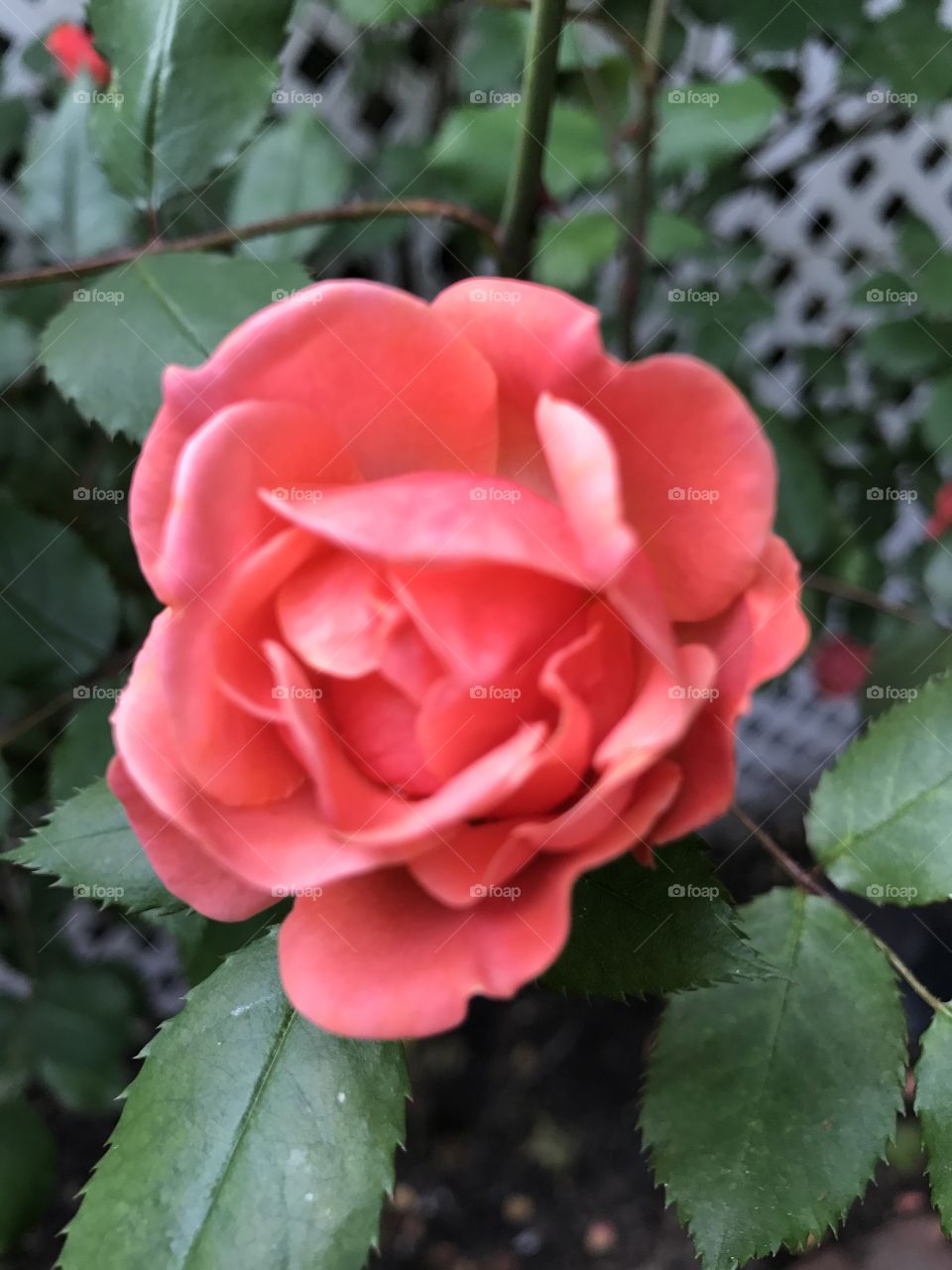 Orangey rose