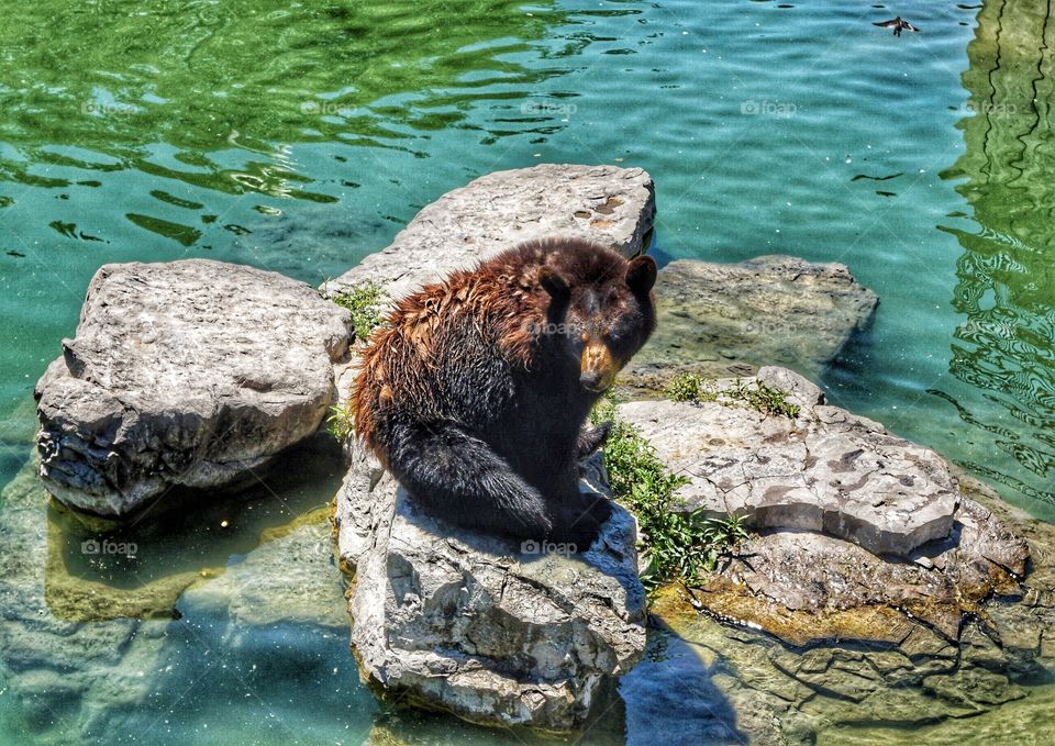 Black bear resting on a rock 