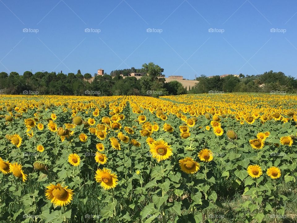 Yellow sunflowers growing in field