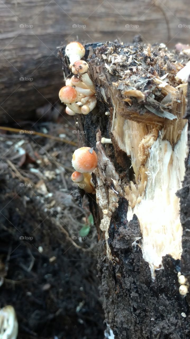 Nature, No Person, Wood, Tree, Food