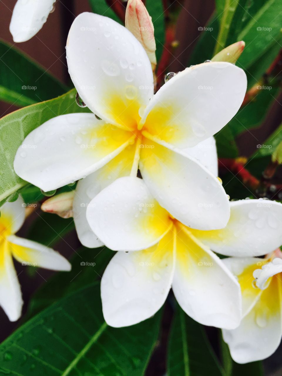 Frangipani