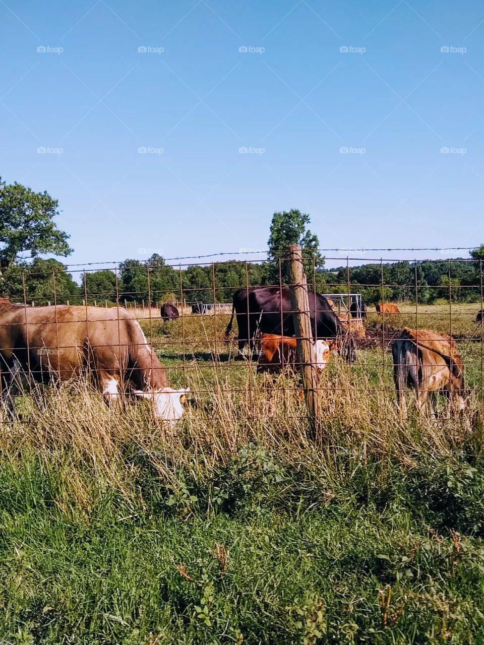 farm