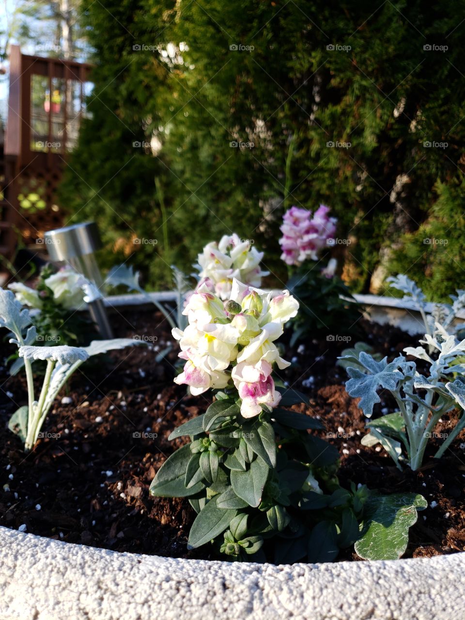 Springtime planting flowers