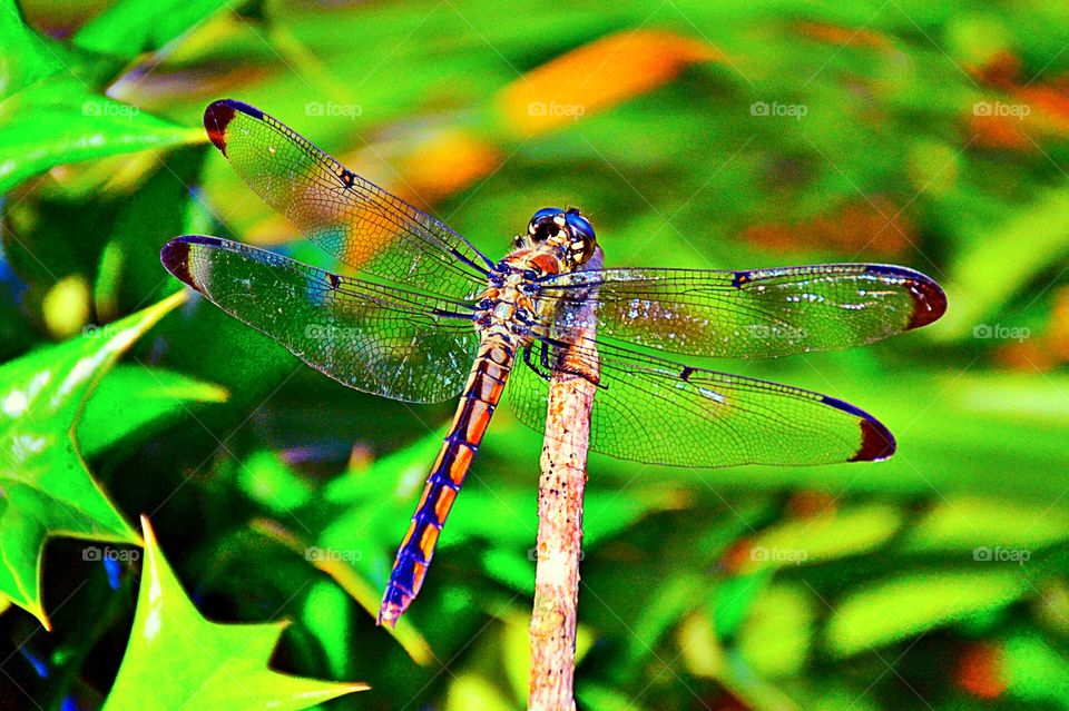 Dragon fly 