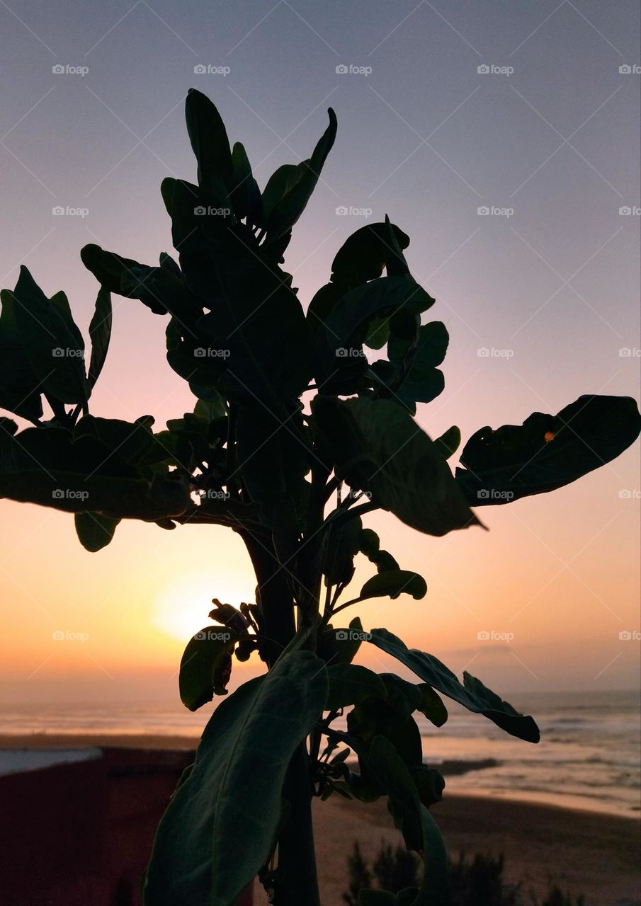 plant in the sunset