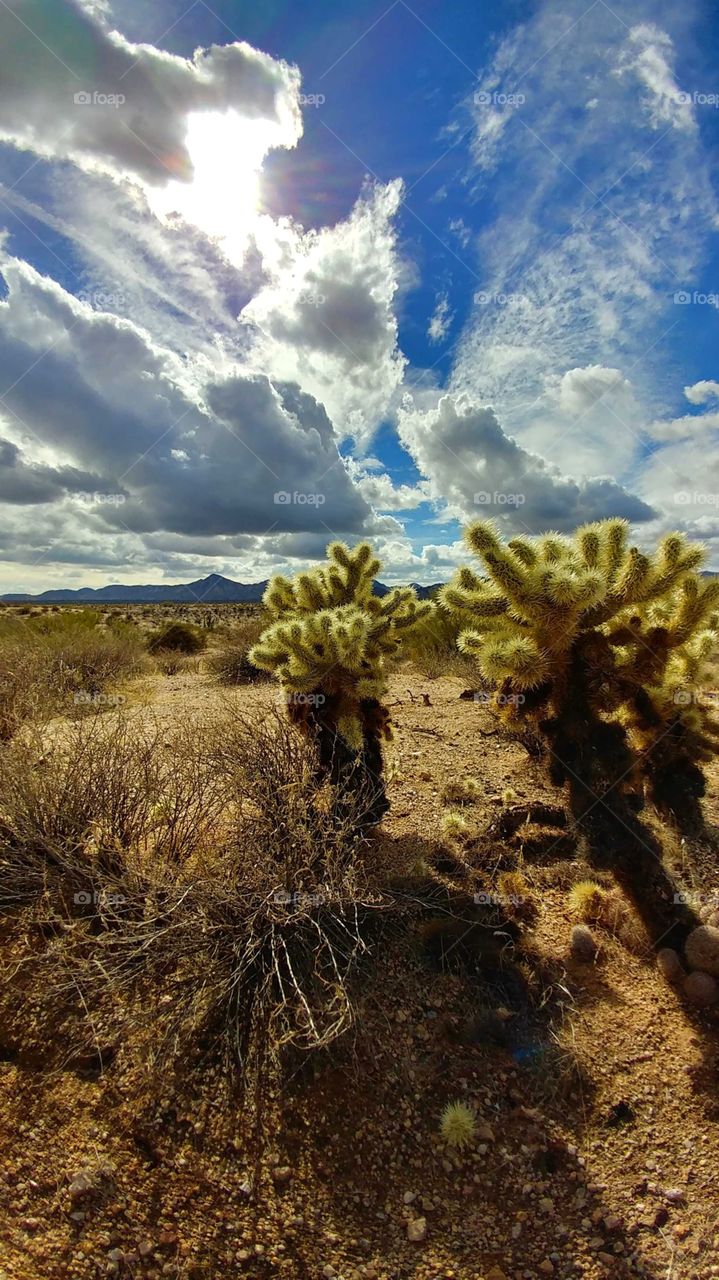 Solitude abounds in this late evening desert scene, as thunder clouds race across the sky.