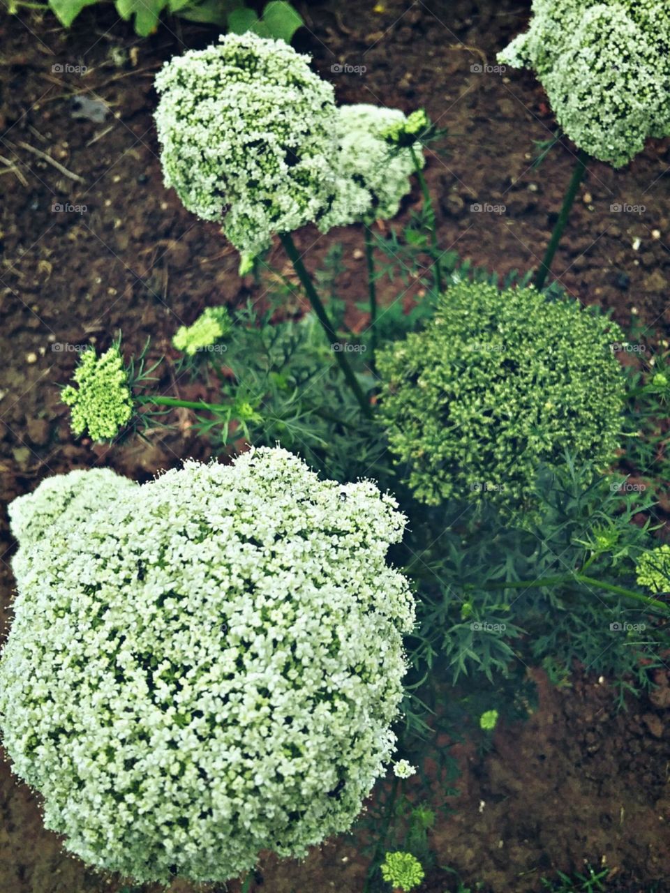 Flores de cenoura