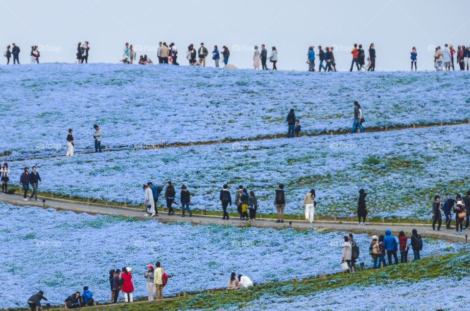 Blue carpet field