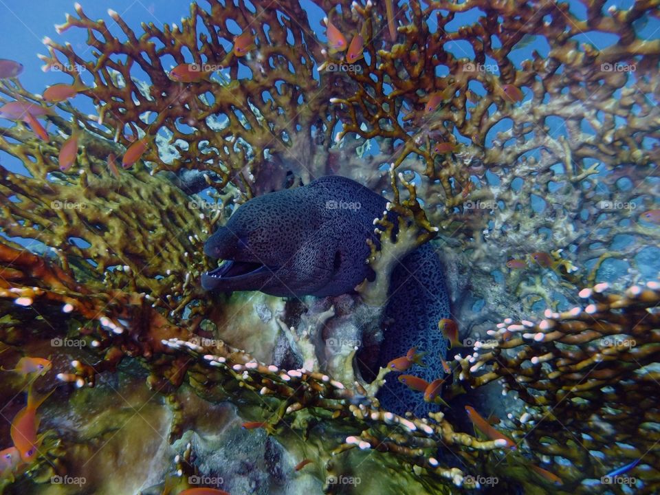 Moray Eel in coral