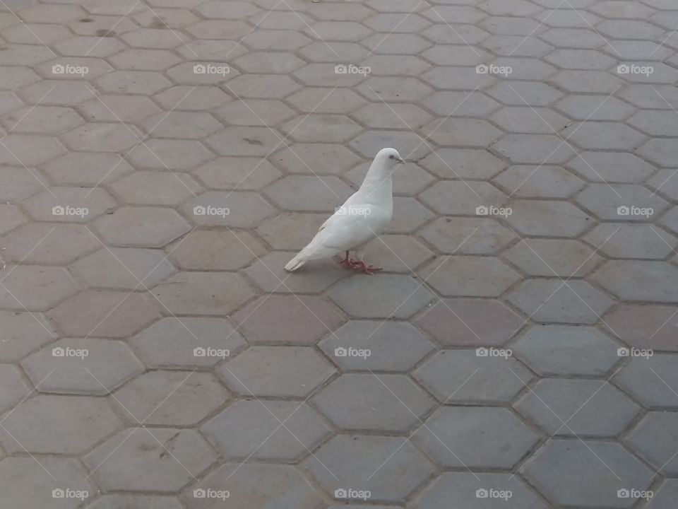 White  pigeon