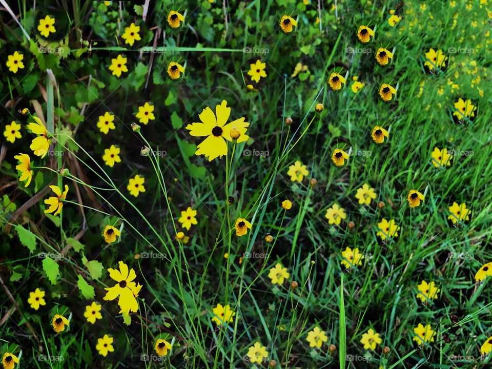 Field of yellow daisies.