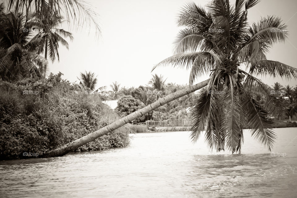 Coconut trees on a river in Nha Trang