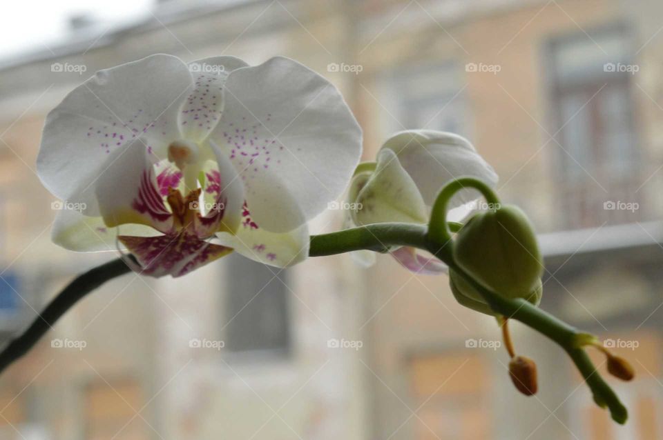 white orchid in the window