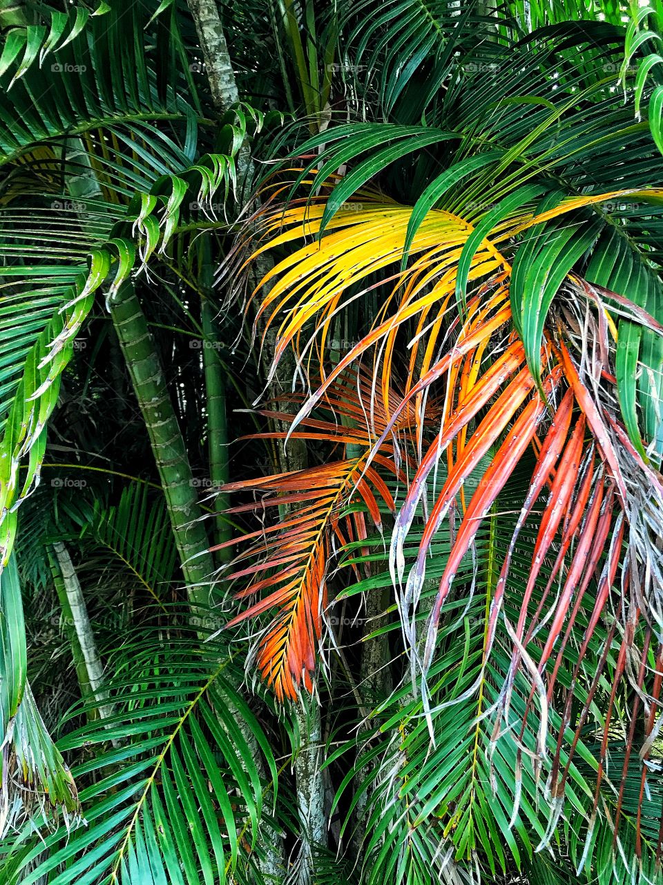 Palm fronds