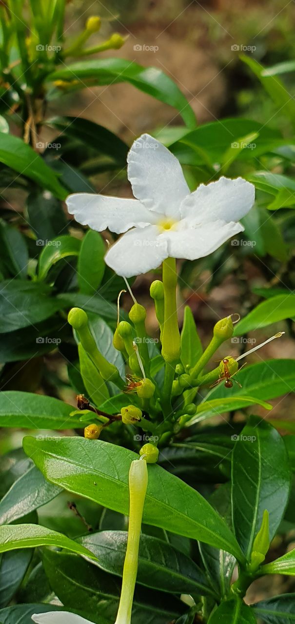 white flowes and ants