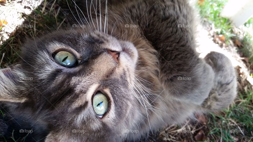 Handsome grey colored pet cat laying in grass outside in summertime. Furry cat with large green eyes looking up.