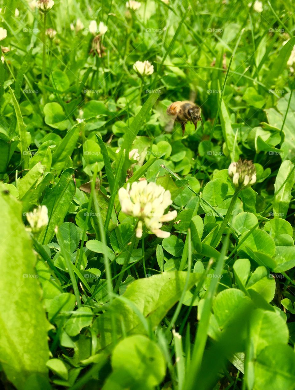 Fly bee fly , and go make honey!