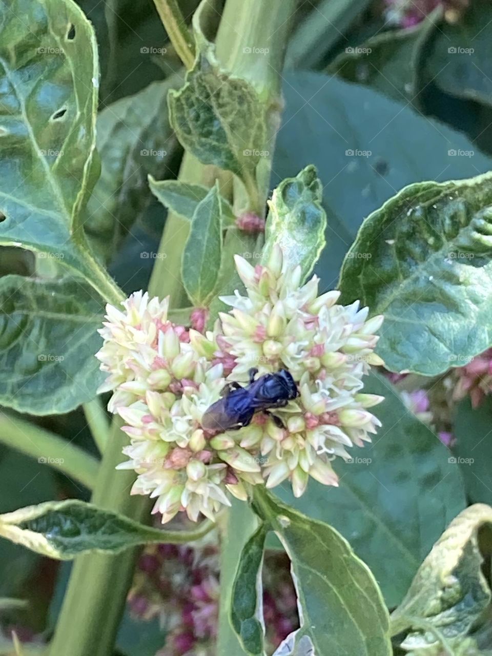 Abelha preta pequena sobre uma inflorescência com cores claras. Florzinhas miúdas cor de rosa e brancas.