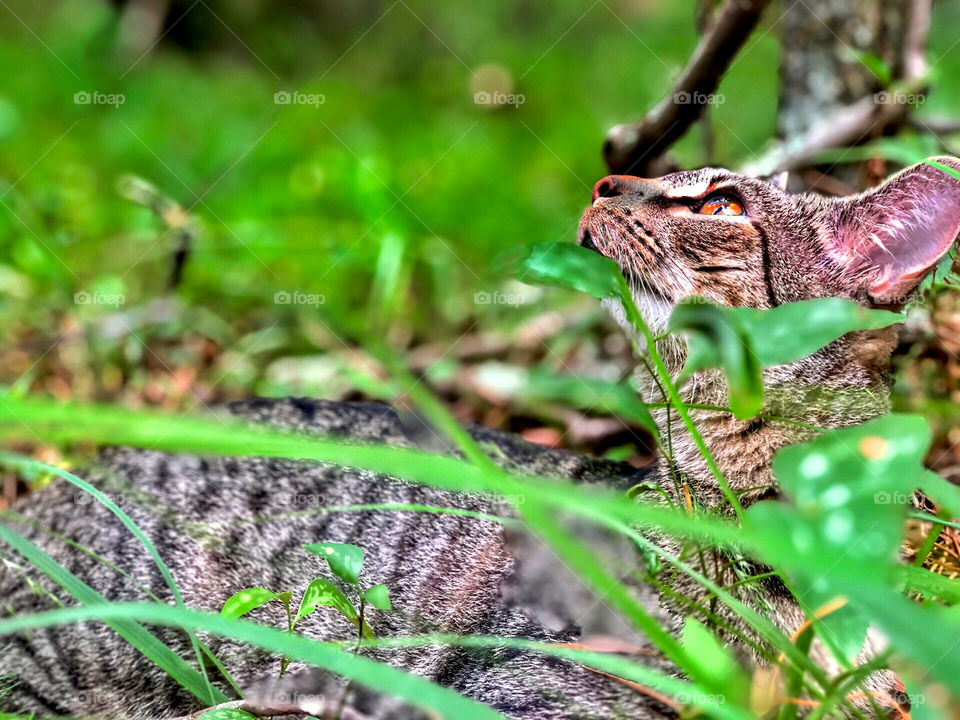 Cat’s Up!  (Focus altered after photo was taken with the “Focus” app. 🤔