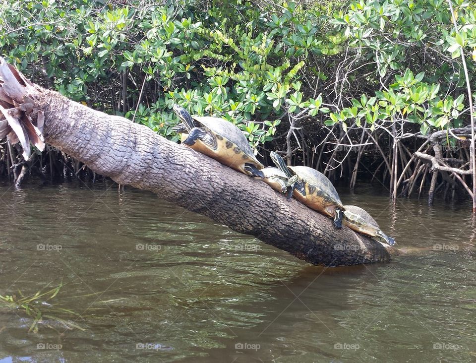 Turtle Party