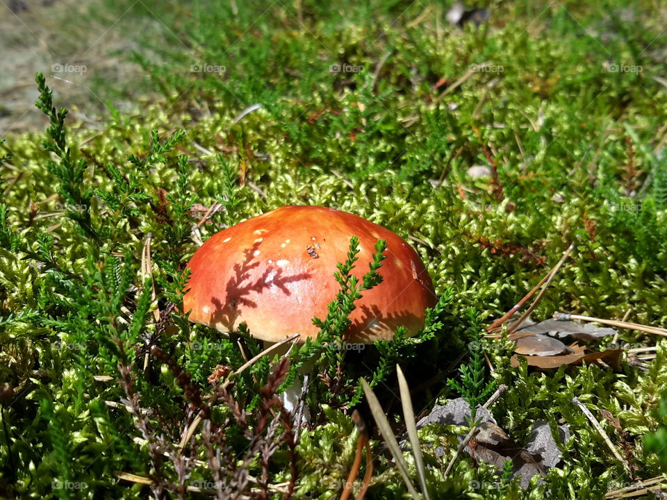 Mushroom in the summer forest. Zielona Góra. Poland