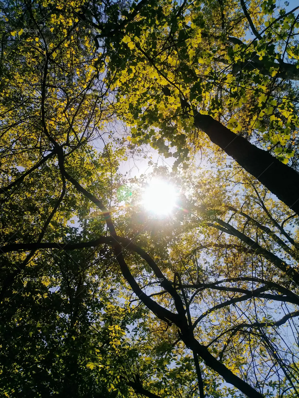 trees