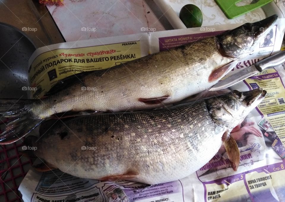 Хороший улов