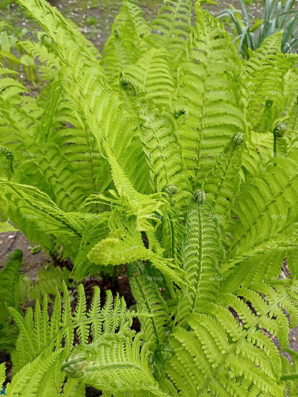 fern
