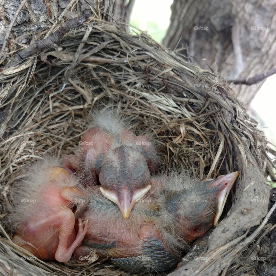Baby robins newly hatched 