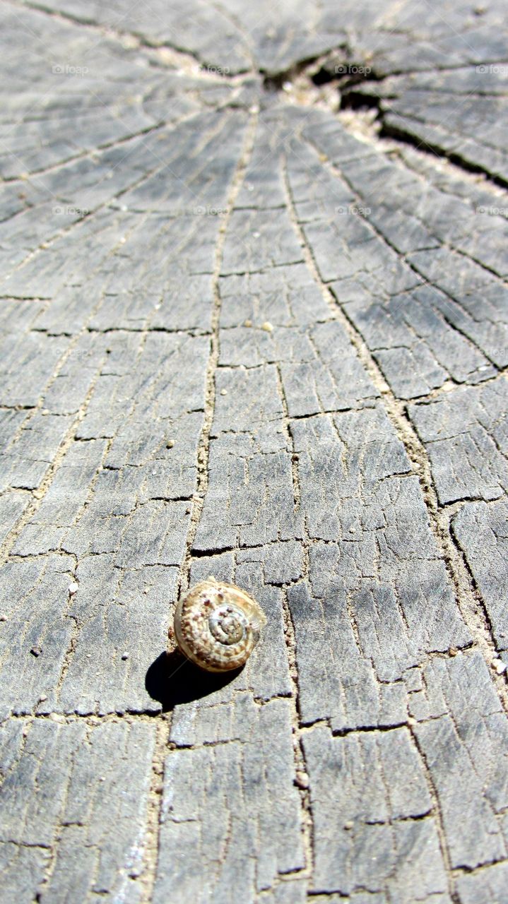 Shell on a stump