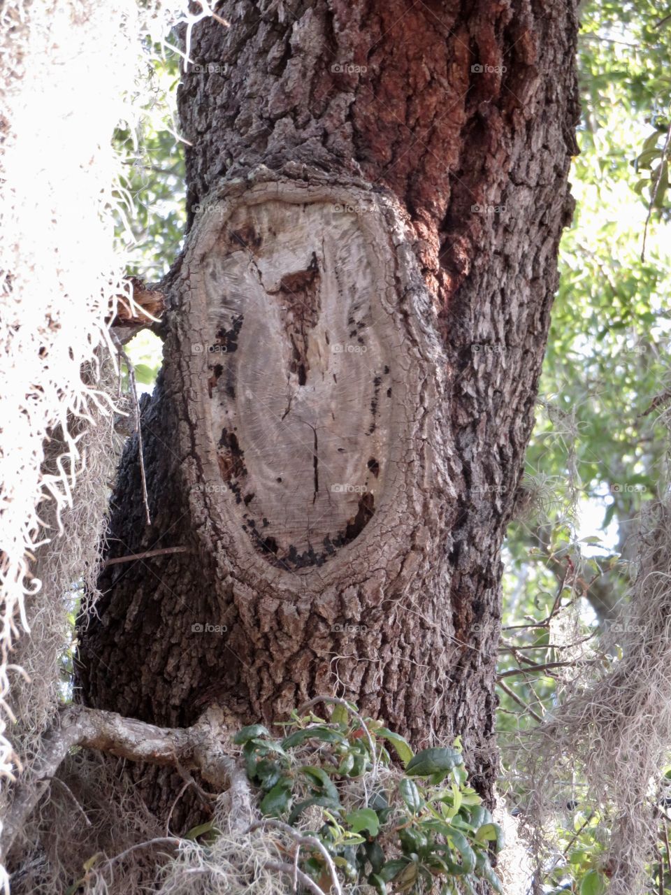 Smile...you are a Tree