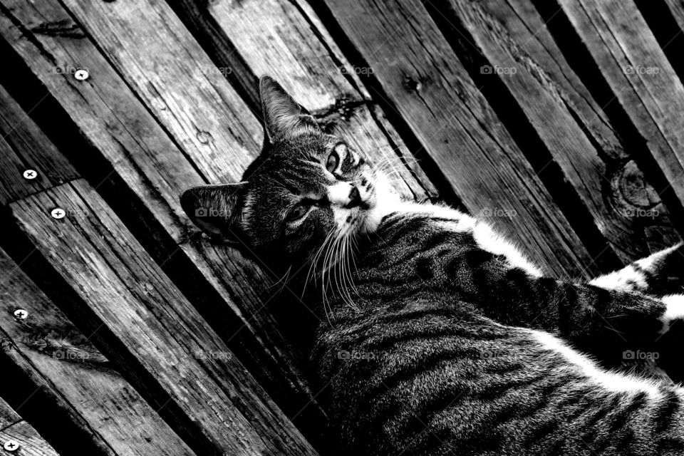 What are you looking at. A cat being lazy and looked at me like:"what are you looking at". shanghai china