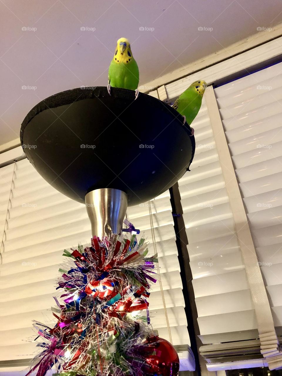 Kiwi & Coco on top of the lamp / looking cute together❤️ 🦜 🦜