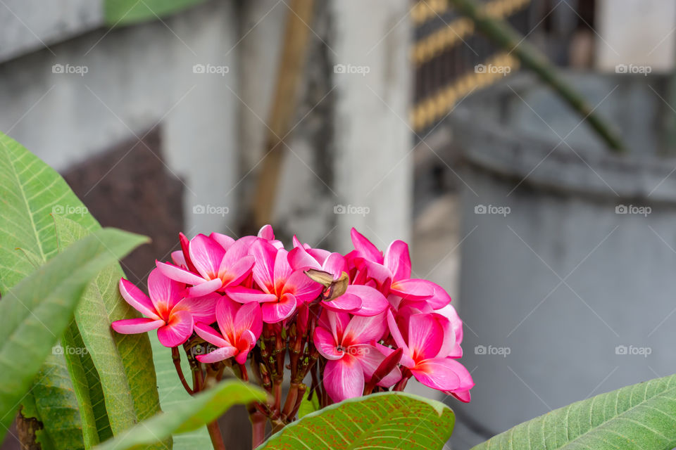 Pink flowers or Plumeria obtusa in garden.